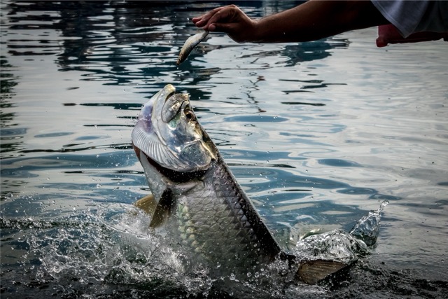 Trophy striped bass action
